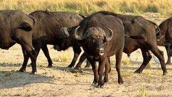 Eine Gruppe von Wasserbüffeln durchquert die trockene Savanne, während ein Vogel auf dem Rücken eines Büffels sitzt.