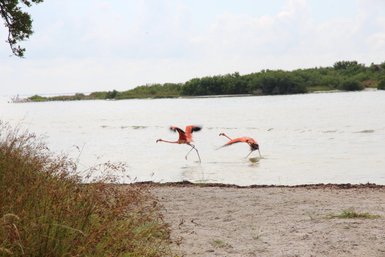 Zwei rosafarbene Flamingos waten durch das flache Wasser des Rio Lagartos Naturreservats – Mexiko Familienreise