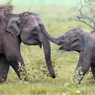 Elefanten bewegen sich durch das hohe Gras im Gal Oya Valley Nationalpark – Sri Lanka Familienreise