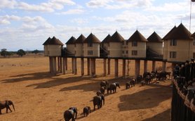 Eine Gruppe von Elefanten wandert durch die trockene Savanne, während ein einzigartiges Lodge-Gebäude im Hintergrund steht.
