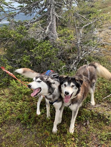 Zwei fröhliche Huskys stehen auf einer grünen Wiese, umgeben von Bäumen, mit Zungen herausgestreckt und schwanzwedelnd.