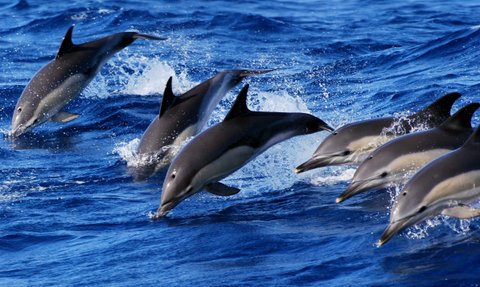 Sechs Delfine springen fröhlich aus dem tiefblauen Wasser, während sie in der Sonne glänzen und Spritzer erzeugen.