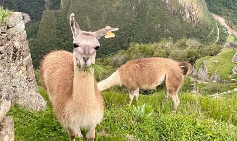 Zwei Lamas grasen friedlich auf einer grünen Wiese mit dem beeindruckenden Machu Picchu im Hintergrund.