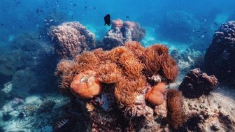 Schnorchelerlebnis auf Inselparadies Koh Talu - Familienreise mit Kindern