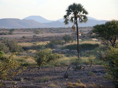 Eine Gruppe von Elefanten wandert durch die trockene Landschaft, umgeben von sanften Hügeln und vereinzelten Bäumen.