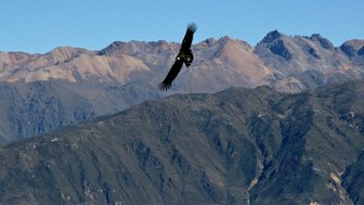 Ein majestätischer Andenkondor schwebt über den beeindruckenden, bergigen Landschaften der Anden.
