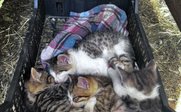 Vier Katzen liegen schlafend in einem Korb - Montenegro for family - Montenegro mit Kindern