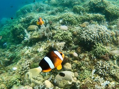 Ein Clownfisch schwimmt über ein farbenfrohes Korallenriff, umgeben von verschiedenen Meereslebewesen und Pflanzen.