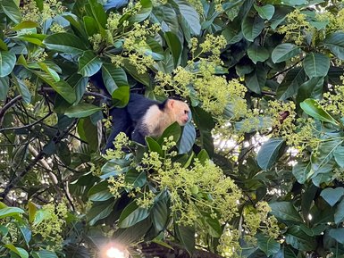 Kapuzineraffe versteckt sich im Blätterdach – Costa Rica Familienreise