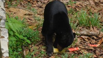 Malaienbär mit schwarzem Fell im Sun Bear Sanctuary – Malaysia & Borneo Reise mit Kindern