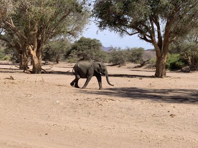 Wüstenelefant in Namibia