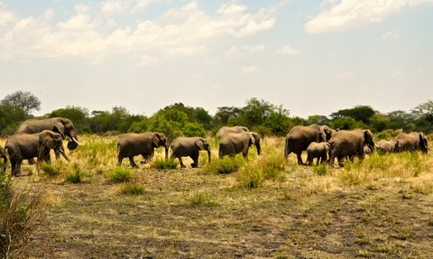 Gruppe von Elefanten durchstreift die saftig grüne Savanne – Tansania Reise mit Kindern