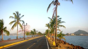 Eine malerische Küstenstraße in Panama City, gesäumt von Palmen und blühenden Bäumen, die zum Meer führt.