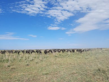 Große Tierherde in Bewegung im Serengeti-Nationalpark – Tansania Reise mit Kindern