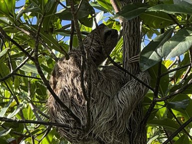 Ein Faultier sitzt entspannt in einem Baum, umgeben von dichtem, grünem Laub und schafft eine ruhige Atmosphäre.