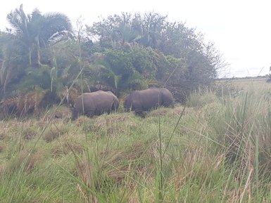 Zwei Nashörner stehen in einer grünen, bewachsenen Landschaft, umgeben von hohen Gräsern und dichten Pflanzen.
