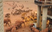 Eine Gruppe von Elefanten bewegt sich in der Nähe eines Gebäudes, während Menschen auf dem Balkon die Szene beobachten.