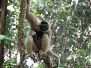 Eine Gibbon-Mutter sitzt auf einem Baumstamm und hält ihr Junges in den Armen, umgeben von üppigem, grünem Wald.