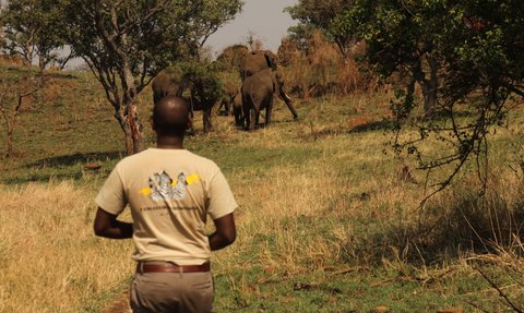 Guide beobachtet Elefanten aus sicherer Entfernung – Tansania Reise mit Kindern