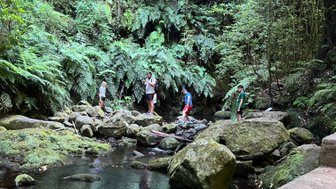 Eine Gruppe von Wanderern erkundet einen grünen, bewaldeten Bereich mit einem klaren Wasserlauf und großen Steinen.