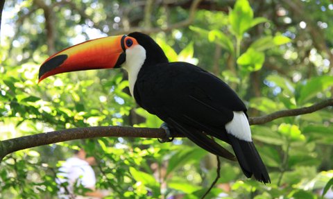 Ein Toucan sitzt auf einem Ast, umgeben von dichtem, grünem Laub, während unscharfe Menschen im Hintergrund sichtbar sind.