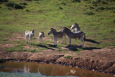 Mehrere Zebras trinken zusammen an einem Wasserloch im Addo Nationalpark – Garden Route mit Kindern