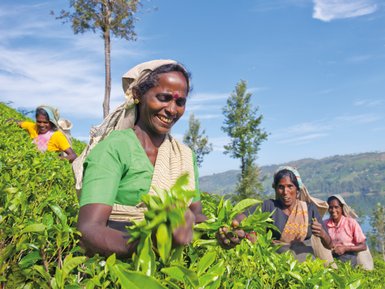 Teepflückerinnen auf einer grünen Teeplantage in Nuwara Eliya – Sri Lanka Familienreise