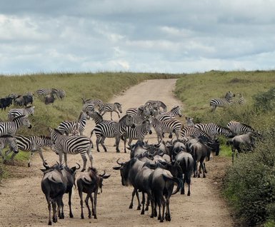 Zebras und Streifengnus im Serengeti-Nationalpark unterwegs – Tansania mit Kindern