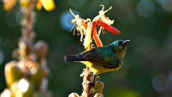 Bunter Halsbandnebenvogel sitzt auf einer Blume in der südafrikanischen Wildnis – Südafrika Familienreise