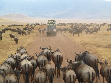 Gnuherde zieht während der Großen Migration – Tansania Familienreise