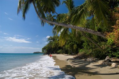 Ein ruhiger Strand mit sanften Wellen, umgeben von üppigen Palmen und grünem Laub, unter einem strahlend blauen Himmel.