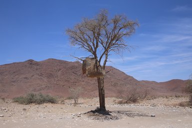 Ein Köcherbaum steht in der Landschaft - Namibia Rundreise mit Kindern
