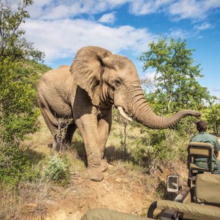 Ein majestätischer Elefant nähert sich neugierig einem Geländewagen, während ein Ranger aufmerksam zuschaut.