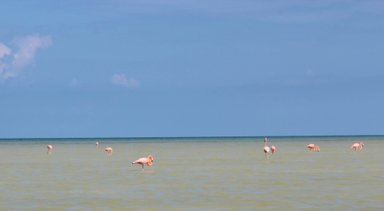 Flamingos im seichten Wasser des Río Lagartos – Mexiko Reise mit Kindern