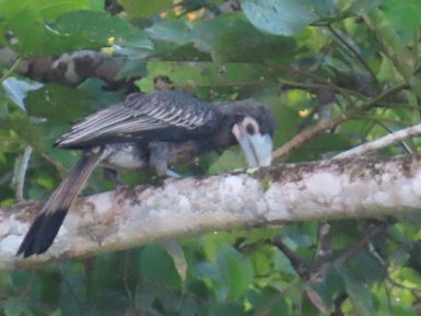 Ein Nashornvogel sitzt auf einem Ast im tropischen Regenwald – Malaysia & Borneo Reise mit Kindern