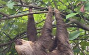 Faultier hängt im Baum - Panama Family & Teens - Panama mit Kindern und Jugendlichen