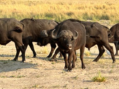 Eine Gruppe von Wasserbüffeln durchquert die trockene Savanne, während ein Vogel auf dem Rücken eines Büffels sitzt.