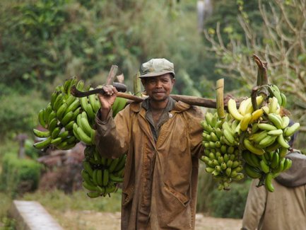 Ein Mann trägt zwei große Bündel Bananen auf einer Stange über der Schulter, während er in einer grünen Landschaft steht.