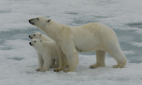 Eine Mutter-Eisbärin steht schützend neben ihren zwei kleinen Eisbären auf einer schneebedeckten Eisfläche.