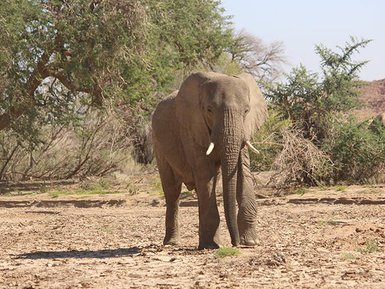 Ein majestätischer Elefant steht in einer trockenen Landschaft, umgeben von spärlicher Vegetation und sanften Hügeln im Hintergrund.