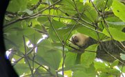 In Ästen hängendes Faultier durch Fernglas beobachten - Costa Rica for family individuell - Costa Rica mit Kindern 