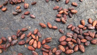 Sortierte Kakaobohnen liegen verstreut auf einem dunklen Tuch, das den Ernteprozess der Schokolade zeigt.