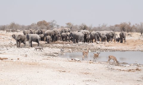 Mehrere Tier versammeln sich zum Trinken an einem Wasserloch - Namibia Familienurlaub