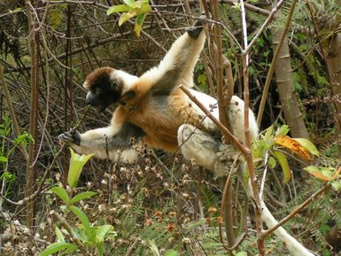Ein Sifaka-Lemur schwingt sich durch die Äste, während er ein Blatt in seinen Händen hält und neugierig schaut.