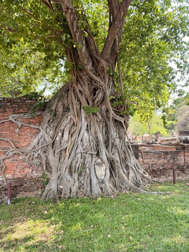 Ein großer Baum mit dichten Wurzeln umschließt einen Buddha-Kopf, der in einer alten Mauer verborgen ist.