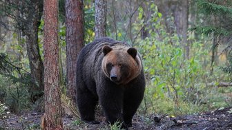 Ein großer Braunbär steht majestätisch im Wald, umgeben von grünen Pflanzen und hohen Bäumen.