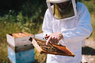 Ein Imker in Schutzkleidung untersucht eine Wabe voller Bienen, während er auf die Details der Wabe zeigt.