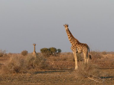Eine Giraffenmutter steht fürsorglich neben ihrem Jungtier - Eine Giraffe überquert ruhig eine staubige Straße - Namibia Rundreise mit Kindern