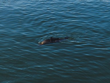 Robbe schwimmt im Meer vor Kapstadt – Südafrika Familienreise