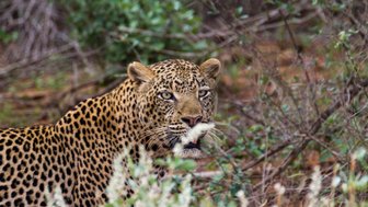 Ein Leopard mit auffälligem Fellmuster sitzt zwischen grünen Sträuchern und beobachtet seine Umgebung aufmerksam.